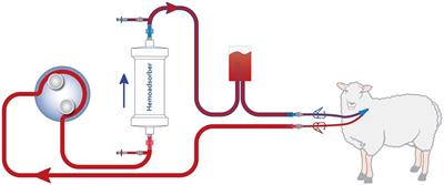 Pharmacokinetics of immunosuppressive agents during hemoperfusion in a sheep model